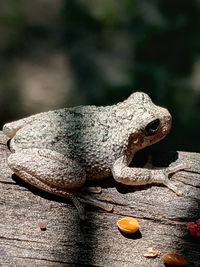 Close-up of lizard on tree