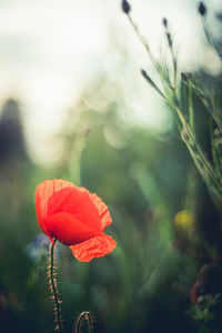 Close-up of red poppy flower on field