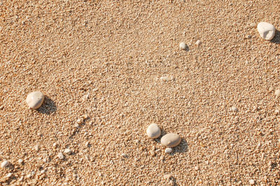 High angle view of shells on sand