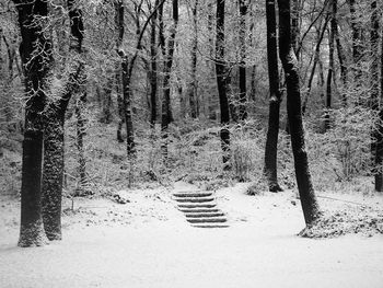 Trees in forest during winter