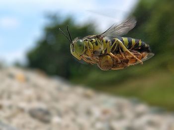 Close-up of insect on leaf