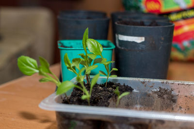 Young plants are waiting for transplantation. gardening at home. preparing seedlings.