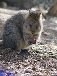 Close-up of squirrel