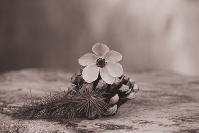 Close-up of flowering plant on field