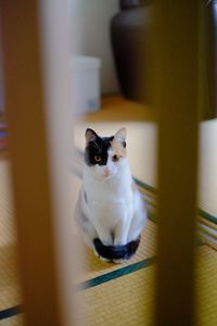 Portrait of cat sitting at home