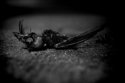 Close-up of insect at night