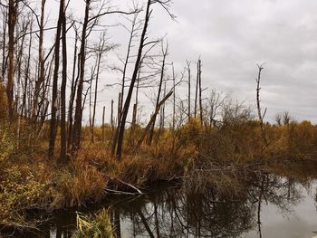 Scenic view of lake in forest against sky