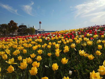 Yellow flowering plants on field against sky