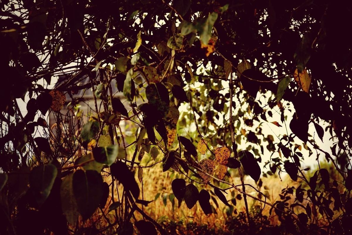 leaf, growth, branch, tree, plant, nature, tranquility, sunlight, beauty in nature, green color, close-up, outdoors, no people, low angle view, day, leaves, growing, silhouette, focus on foreground