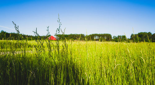 Crops growing on field against sky