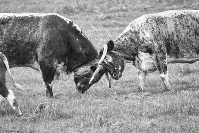 Horses grazing in a field