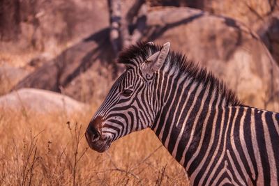 Side view of a zebra on field