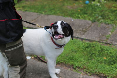 Dog standing on footpath