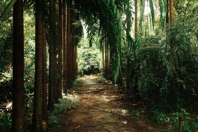 Footpath amidst tree in forest