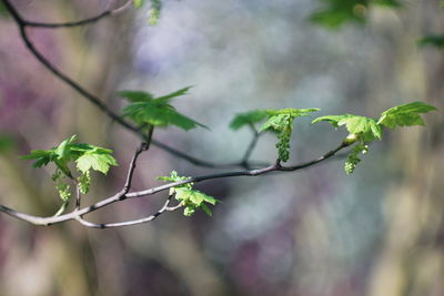 Close-up of green leaves on plant