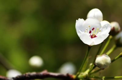 Close-up of white flowers