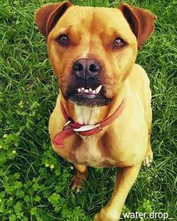 Portrait of dog on grassy field