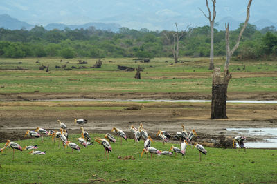 Marabou, wild birds on the grass, dead trees in the lake, udawalawa national park.