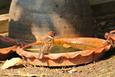 Side view of bird perching on shore