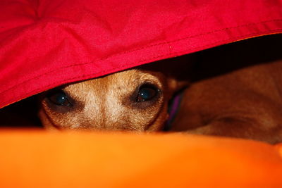 Affectionate little puppy of brown domestic pinscher