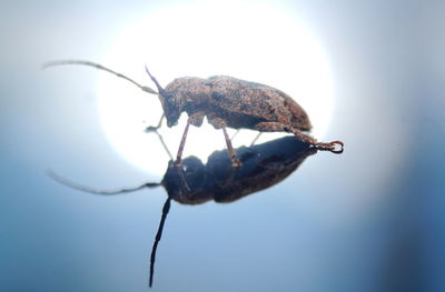 Close-up of insect