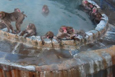 High angle view of ducks swimming on lake