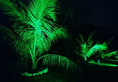Close-up of palm tree at night