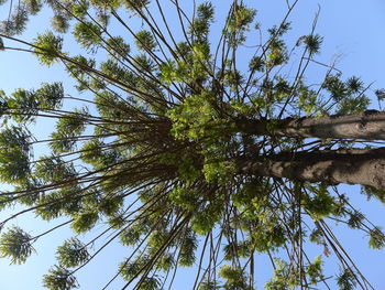 Low angle view of tree against sky