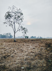 Tree in field against sky