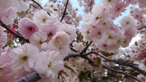 Close-up of cherry blossoms in spring