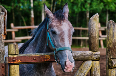 Close-up of horse in pen