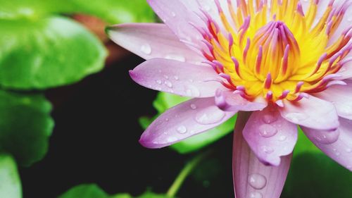 Close-up of wet pink lotus water lily