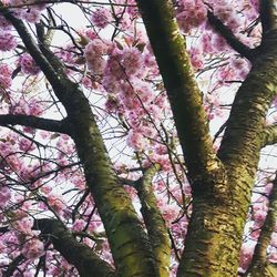 Low angle view of cherry blossom tree