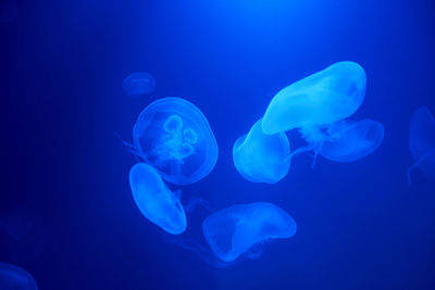 Jellyfish swims under water in aquarium