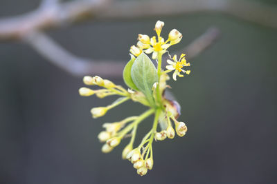 Close-up of flowering plant