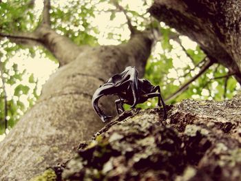 Low angle view of tree trunk