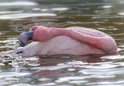 Close-up of duck swimming in lake