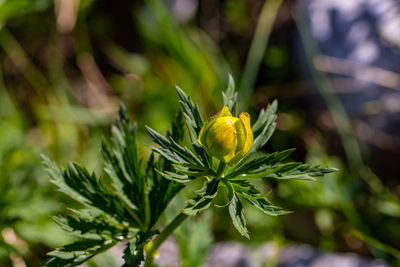 Close-up of plant