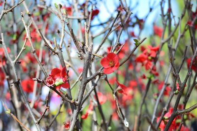 Close-up of red flowers