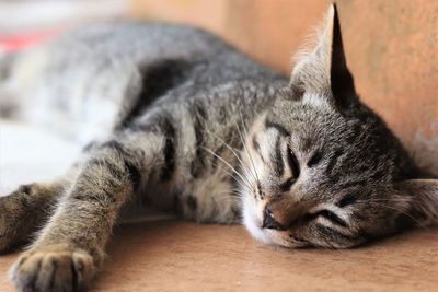 Close-up of cat sleeping