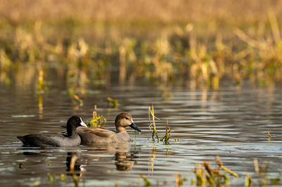 Ducks swimming in lake