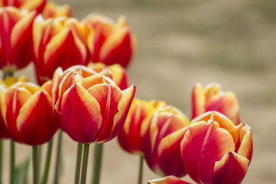 Close-up of orange flowers blooming outdoors