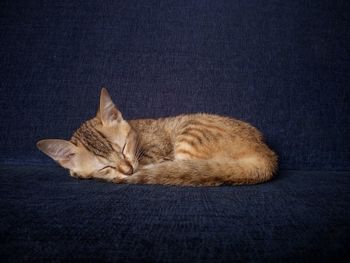 Close-up of ginger cat sleeping