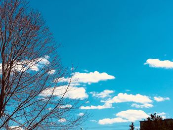 Low angle view of tree against blue sky