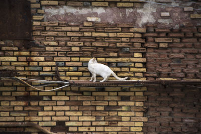Cat sitting on brick wall