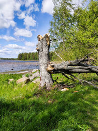 Tree trunk on field against sky