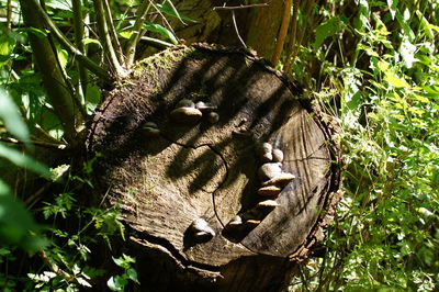 Close-up of lizard on tree