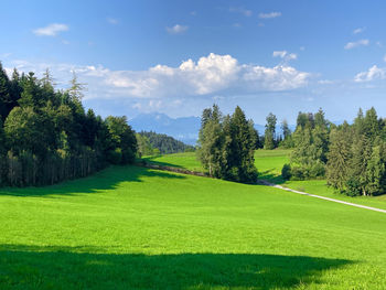 Trees on field against sky