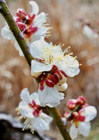 Close-up of white flowering plant