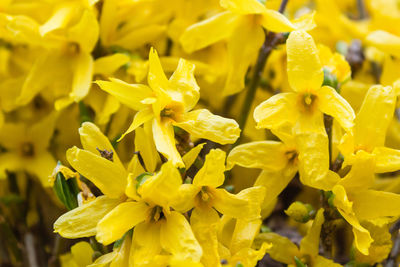 Close-up of yellow flowering plant